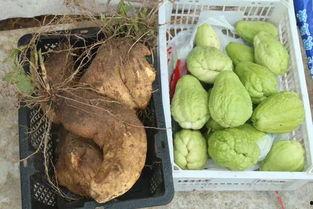 天台县网红吃瓜,揭秘当地美食文化新潮流  第2张