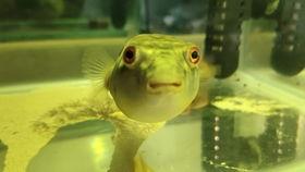 胖头鱼被爆料视频大全,揭秘网络红人幕后真相